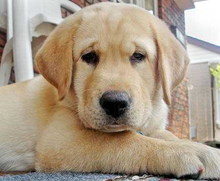 Pet-Dog-Gizmolord Pet Dog - Facebook Addiction